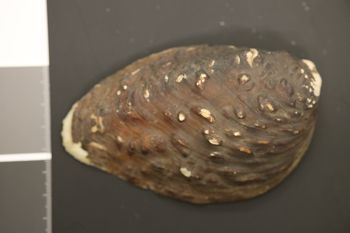 Media type: image;   Malacology 167111 Description: Preserved specimen.;